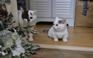 Photo №1. munchkin - à vendre en ville de Zweibrücken | 339€ | Annonce № 166194