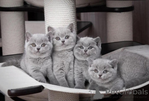 Photo №1. british shorthair - à vendre en ville de Trondheim | 400€ | Annonce № 172099