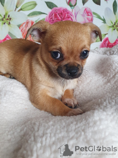 Photo №3. Le Chihuahua est un chiot doux et intelligent.. Georgia