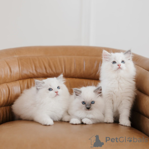 Photo №1. ragdoll - à vendre en ville de Katowice | négocié | Annonce № 169332