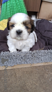 Photo №2 de l'annonce № 145733 de la vente yorkshire terrier, kavapoun, lhassa apso, maltipu, carlin, pékinois, caniche (nain), caniche royale, bouledogue, shih tzu - acheter à La Lettonie annonce privée, de la fourrière, éleveur