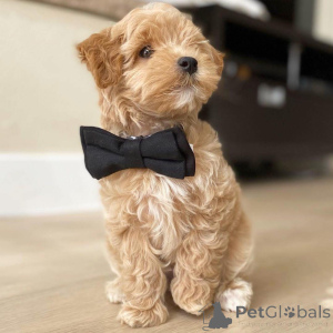 Photo №2 de l'annonce № 159933 de la vente bichon maltais - acheter à Suisse annonce privée