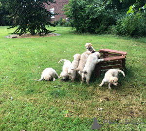 Photo №2 de l'annonce № 148576 de la vente golden retriever - acheter à République Tchèque 