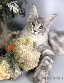 Photo №1. maine coon - à vendre en ville de Baden-Baden | négocié | Annonce № 163171