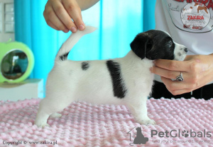 Photo №2 de l'annonce № 20214 de la vente jack russell terrier - acheter à Pologne éleveur