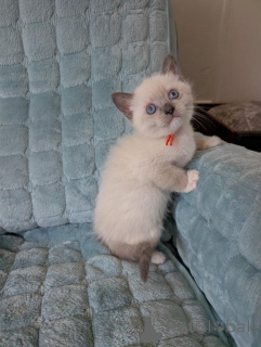 Photo №1. ragdoll - à vendre en ville de Jettingen | 350€ | Annonce № 173531