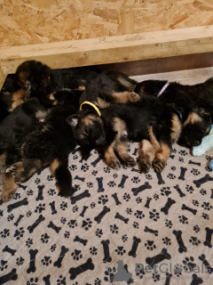 Photo №2 de l'annonce № 131710 de la vente berger allemand - acheter à Australie annonce privée