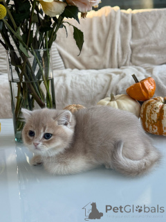 Photo №1. british shorthair - à vendre en ville de En premier plan | négocié | Annonce № 178095
