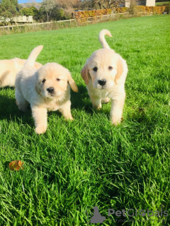 Photo №2 de l'annonce № 119106 de la vente golden retriever - acheter à Belgique annonce privée, éleveur