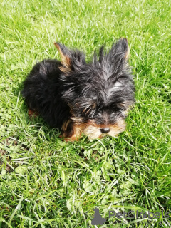 Photos supplémentaires: Chiot Yorkie au visage de bébé