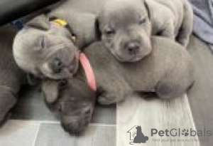 Photo №2 de l'annonce № 127105 de la vente staffordshire bull terrier - acheter à Allemagne annonce privée