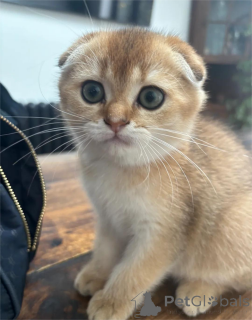 Photo №1. scottish straight - à vendre en ville de Brême | 350€ | Annonce № 153209