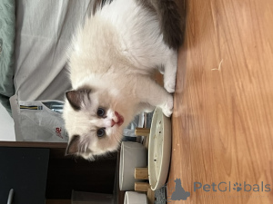 Photo №4. Je vais vendre ragdoll en ville de Limbourg.  - prix - Gratuit