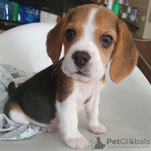 Photo №3. Les chiots Beagle recherchent. Allemagne