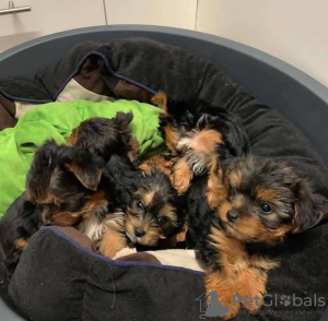 Photo №4. Je vais vendre yorkshire terrier en ville de Jacksonville. éleveur - prix - 379€