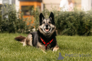 Photo №1. chien bâtard - à vendre en ville de Rivière moscou | Gratuit | Annonce №154085