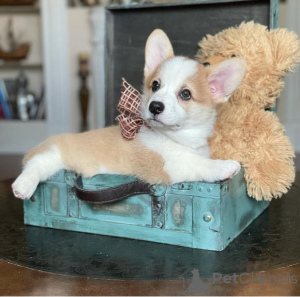 Photo №2 de l'annonce № 155804 de la vente welsh corgi - acheter à Allemagne éleveur