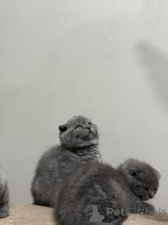 Photo №2 de l'annonce № 154769 de la vente scottish fold - acheter à Belgique 