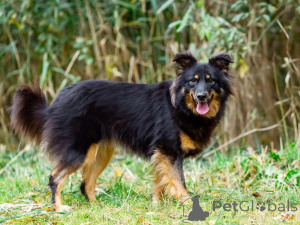 Photo №2 de l'annonce № 156498 de la vente chien bâtard - acheter à Fédération de Russie annonce privée