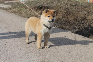 Photo №3. Mini hachiko. Fédération de Russie