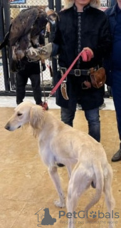 Photos supplémentaires: chiots de race Kazakh Tazy