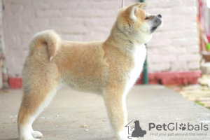Photo №4. Je vais vendre akita (chien) en ville de Novo Miloševo. éleveur - prix - négocié