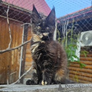 Photo №1. maine coon - à vendre en ville de Ansbach | négocié | Annonce № 156992