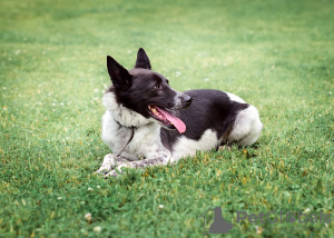 Photo №4. Je vais vendre chien bâtard en ville de Москва. de l'abri - prix - Gratuit