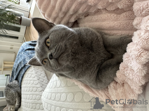 Photo №2 de l'annonce № 74427 de la vente british shorthair - acheter à Allemagne annonce privée