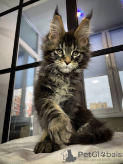 Photo №1. maine coon - à vendre en ville de Paderborn | 400€ | Annonce № 106954