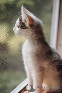 Photo №3. Les chatons de Simba et Boofik recherchent une maison!. Fédération de Russie