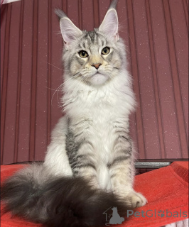 Photo №1. maine coon - à vendre en ville de Bellaire | 649€ | Annonce № 161671