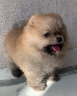 Photo №2 de l'annonce № 6503 de la vente spitz nain - acheter à Fédération de Russie éleveur