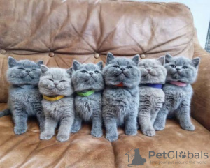 Photo №1. british shorthair - à vendre en ville de Leipzig | 350€ | Annonce № 126782