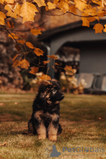 Photos supplémentaires: Beaux chiots GSD d'Europe à vendre