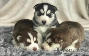 Photo №2 de l'annonce № 123939 de la vente husky de sibérie - acheter à Pays Bas annonce privée, éleveur