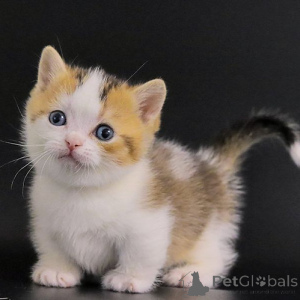 Photo №2 de l'annonce № 155935 de la vente munchkin - acheter à Allemagne 