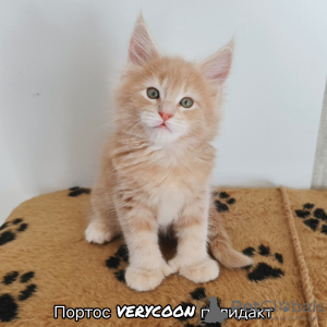 Photo №4. Je vais vendre maine coon en ville de Samara.  - prix - négocié