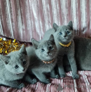 Photo №1. bleu russe - à vendre en ville de Vienna | 550€ | Annonce № 140164