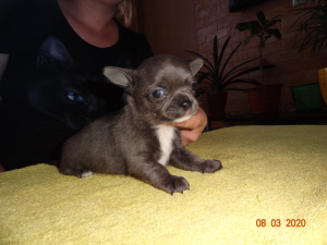 Photo №1. chihuahua - à vendre en ville de Ryazan | 473€ | Annonce №5906