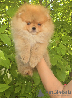 Photos supplémentaires: Chiots Spitz de Poméranie