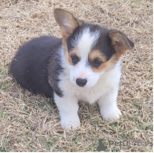 Photo №3. Accueil Chiots corgi élevés Chiots à vendre. Espagne