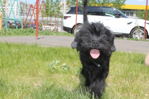 Photo №4. Je vais vendre affenpinscher en ville de Krasnoyarsk. éleveur - prix - 1000€