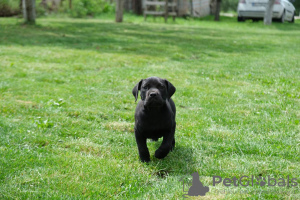 Photo №4. Je vais vendre mastiff en ville de Belgrade. annonce privée - prix - 800€