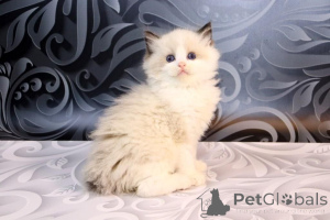 Photo №2 de l'annonce № 137993 de la vente british longhair - acheter à USA 