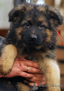 Photos supplémentaires: Très beaux chiots, docs FCI.