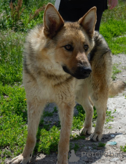 Photo №2 de l'annonce № 72142 de la vente chien bâtard - acheter à Fédération de Russie annonce privée