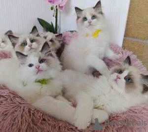 Photo №2 de l'annonce № 132660 de la vente maine coon - acheter à Allemagne éleveur