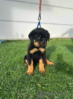 Photos supplémentaires: Chiots rottweilers