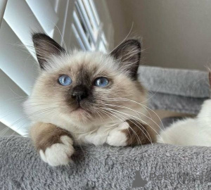 Photo №3. Birmanie-Kätzchen. Allemagne